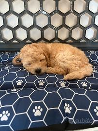 Barboncino nano maschio