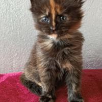 Cucciola Chloe Maine Coon