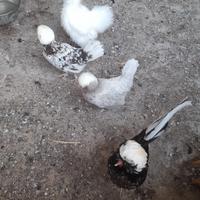 Galline ornamentali