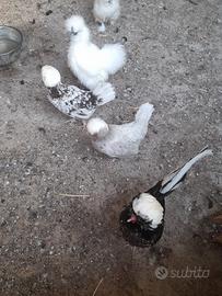 Galline ornamentali