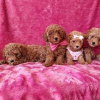 Cuccioli di barboncini toy maschietti femminucce