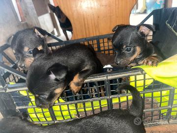 Cuccioli di pinscher