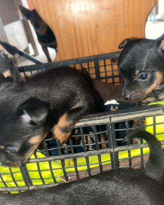 Cuccioli di pinscher