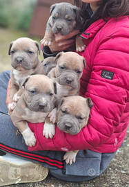 Cuccioli pitbull