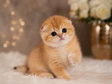 Gattina Scottishfold allevamento pedigree WCF