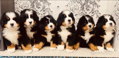 Cuccioli bovaro del bernese