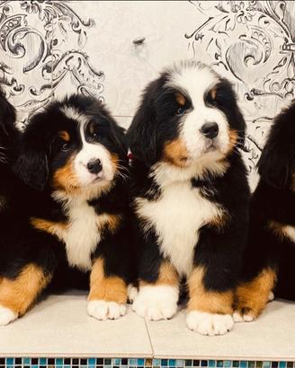 Cuccioli bovaro del bernese