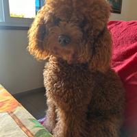 Barboncino Toy e sono di milano