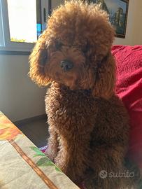 Barboncino Toy e sono di milano