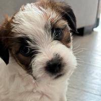 Cuccioli Jack Russell pelo ruvido