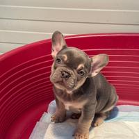 Cucciola di bulldog francese