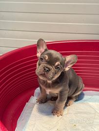 Cucciola di bulldog francese