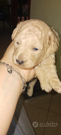 Cane barboncini