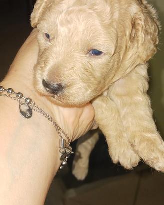 Cane barboncini