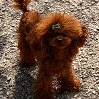 Maschio asiatico 13 mesi