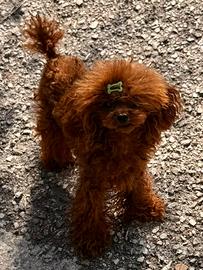 Maschio asiatico 13 mesi