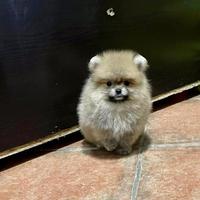 Cuccioli di Spitz Nano Pomerania