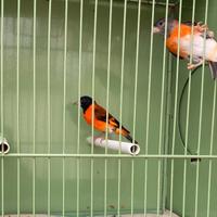 Coppia di cardinalini