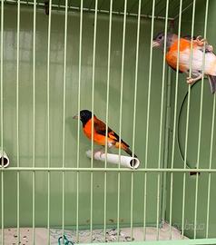 Coppia di cardinalini