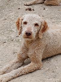 Disponibile cani da tartufo