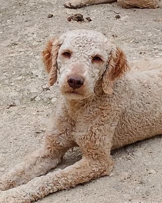 Disponibile cani da tartufo