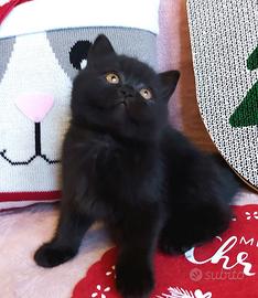 Cuccioli British neri