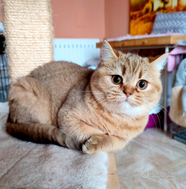 British Scottish Golden