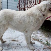 Cuccioli Pastore Maremmano Abruzzese
