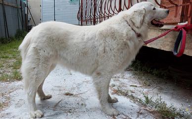 Cuccioli Pastore Maremmano Abruzzese
