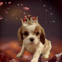 Allevamento cede Cavalier king con pedigree Enci