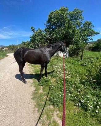 Cavallo