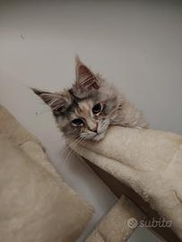 Maine coon gatti