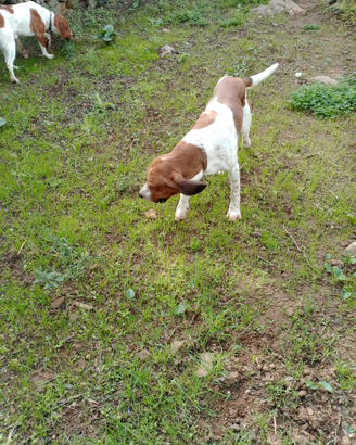 Cani da caccia