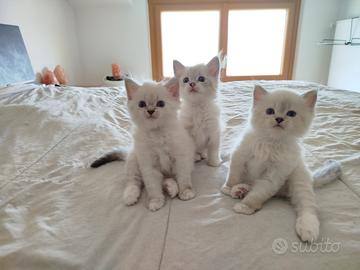 Cuccioli gatti Siberiano