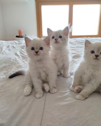 Cuccioli gatti Siberiano