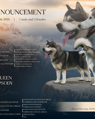 Cuccioli Alaskan Malamute