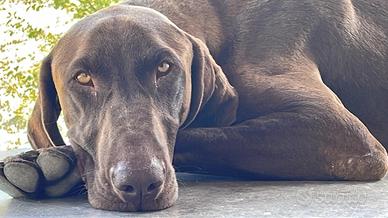 Bracco kurzhaar maschio