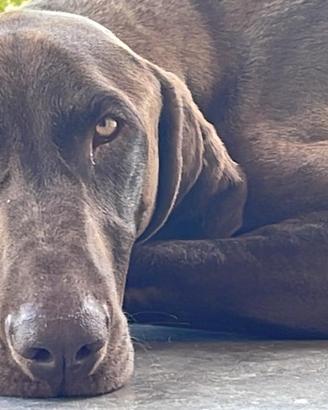 Bracco kurzhaar maschio