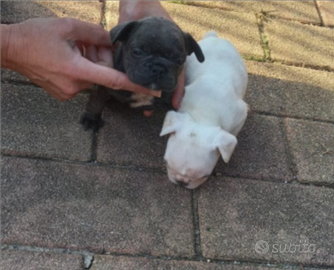 Bulldog Francese toy bianco, blu merle ,blu