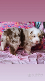 Cucciola australian shepherd