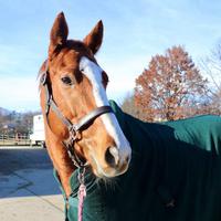 Cavallo irlandese 2020 - castrone