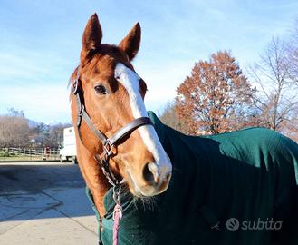 Cavallo irlandese 2020 - castrone