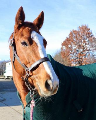 Cavallo irlandese 2020 - castrone