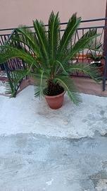 Cycas adulta in vaso