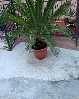 Cycas adulta in vaso