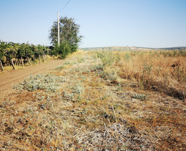 Terreno agricolo