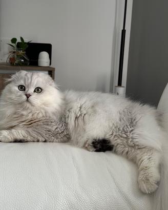 Accoppiamento Scottish fold maschio