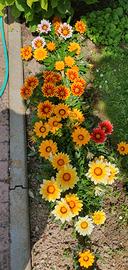 50 ml di semi di Gazania in mix
