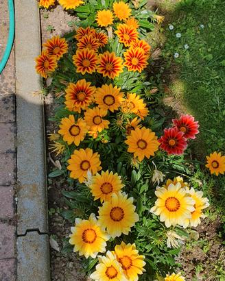50 ml di semi di Gazania in mix