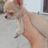 Cuccioli chihuahua